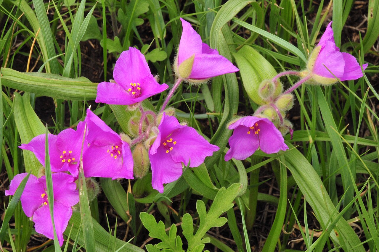 Bracted Spiderwort (Tradescantia bracteata) - PlantNative.org Bright magenta-purple spiderwort flowers coloring the mixed-grass prairie at Lacreek National Wildlife Refuge