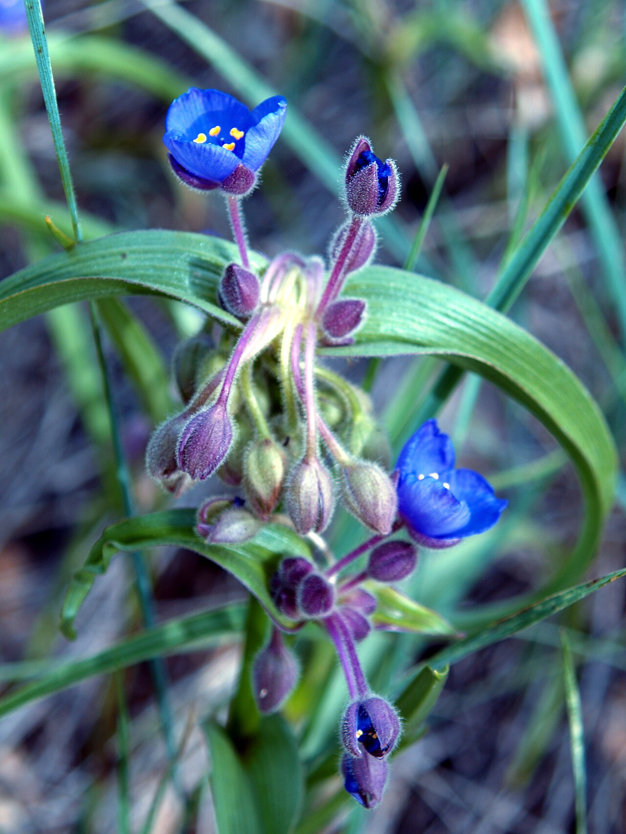 Bracted Spiderwort (Tradescantia bracteata) - PlantNative.org Bracted spiderwort (Tradescantia bracteata) at Wind Cave National Park, South Dakota, showing blue three-petaled flowers and leafy bracts