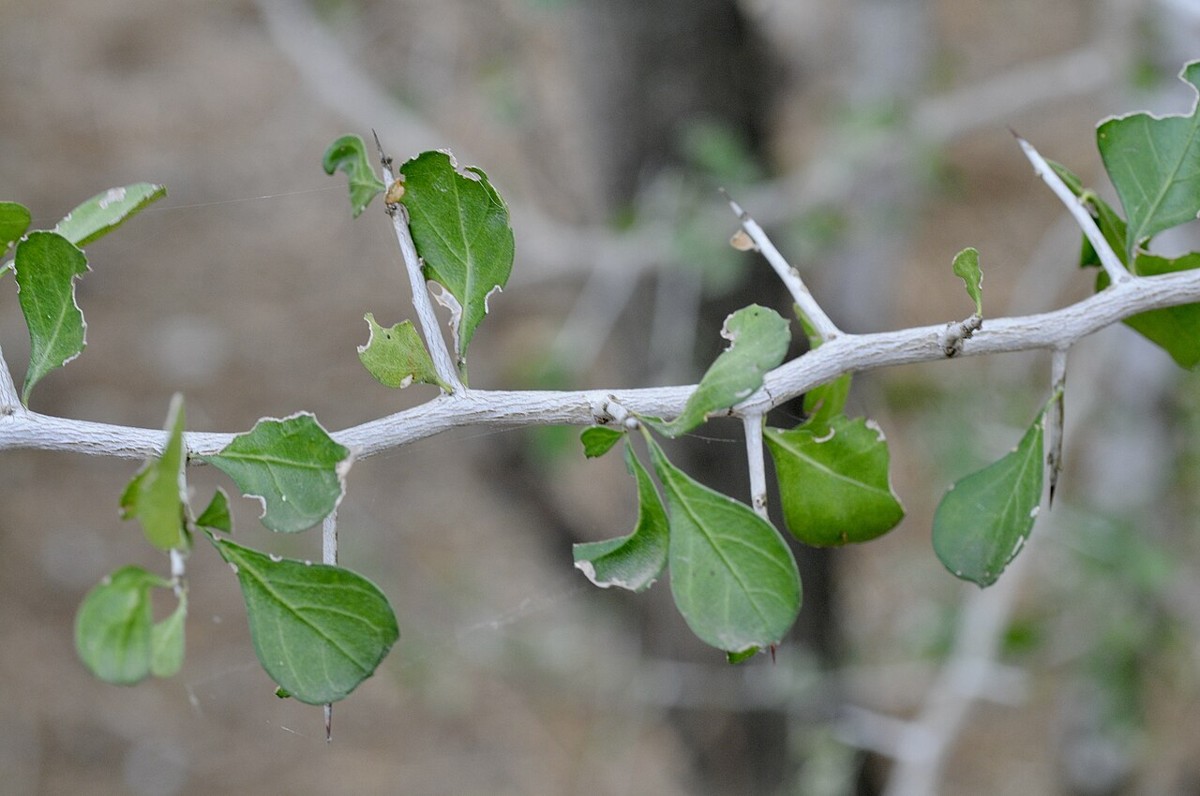 Brasil (Condalia hookeri) thorny branch with pale gray bark and small leathery leaves