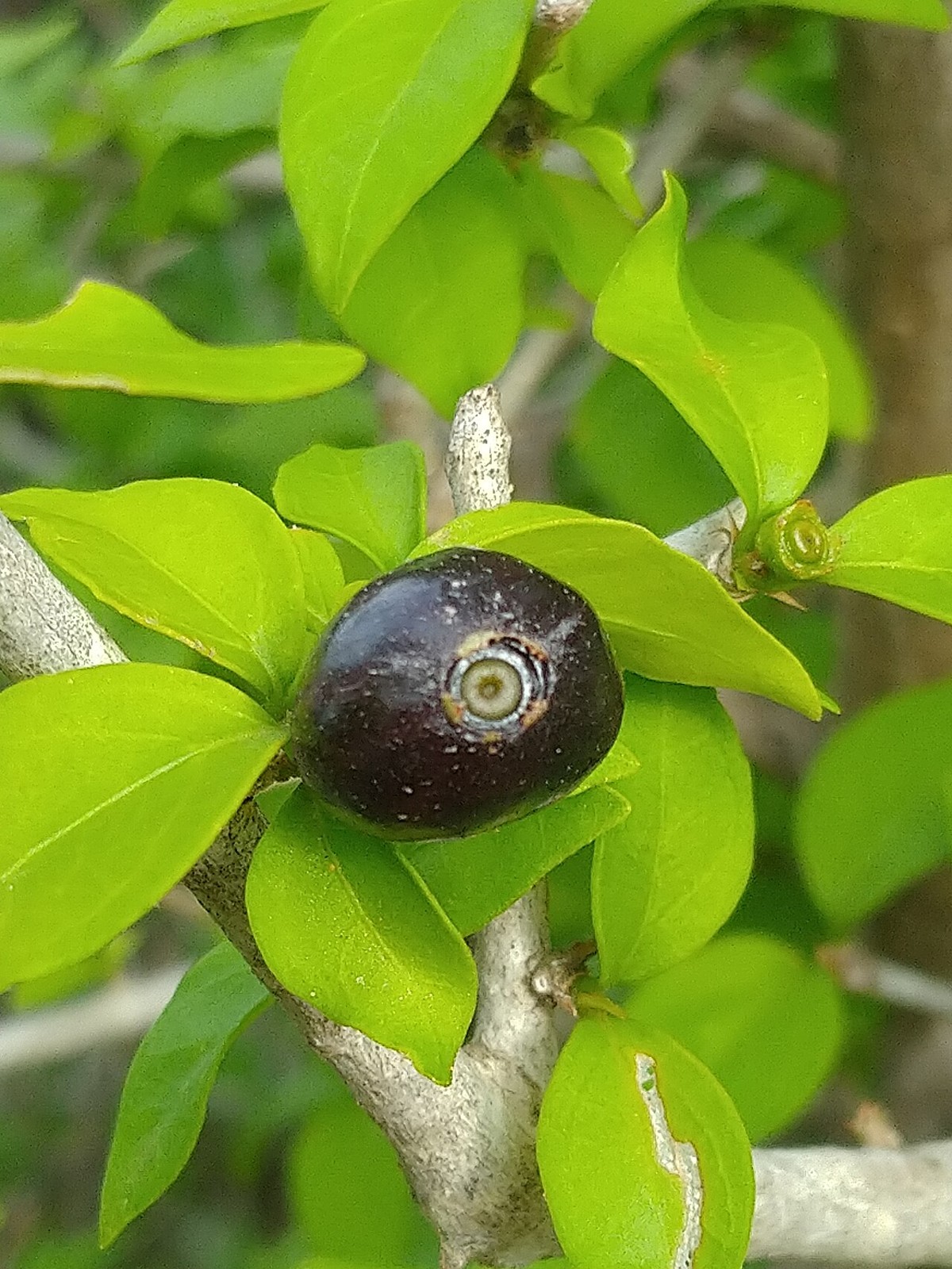 Brasil (Condalia hookeri) ripe black fruit among glossy green leaves