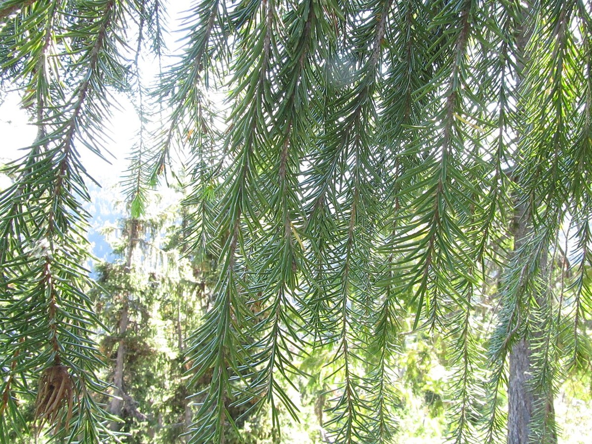 Brewer Spruce (Picea breweriana) - PlantNative.org Close-up of hanging needle-covered branchlets of Brewer spruce (Picea breweriana) forming curtain-like drapes