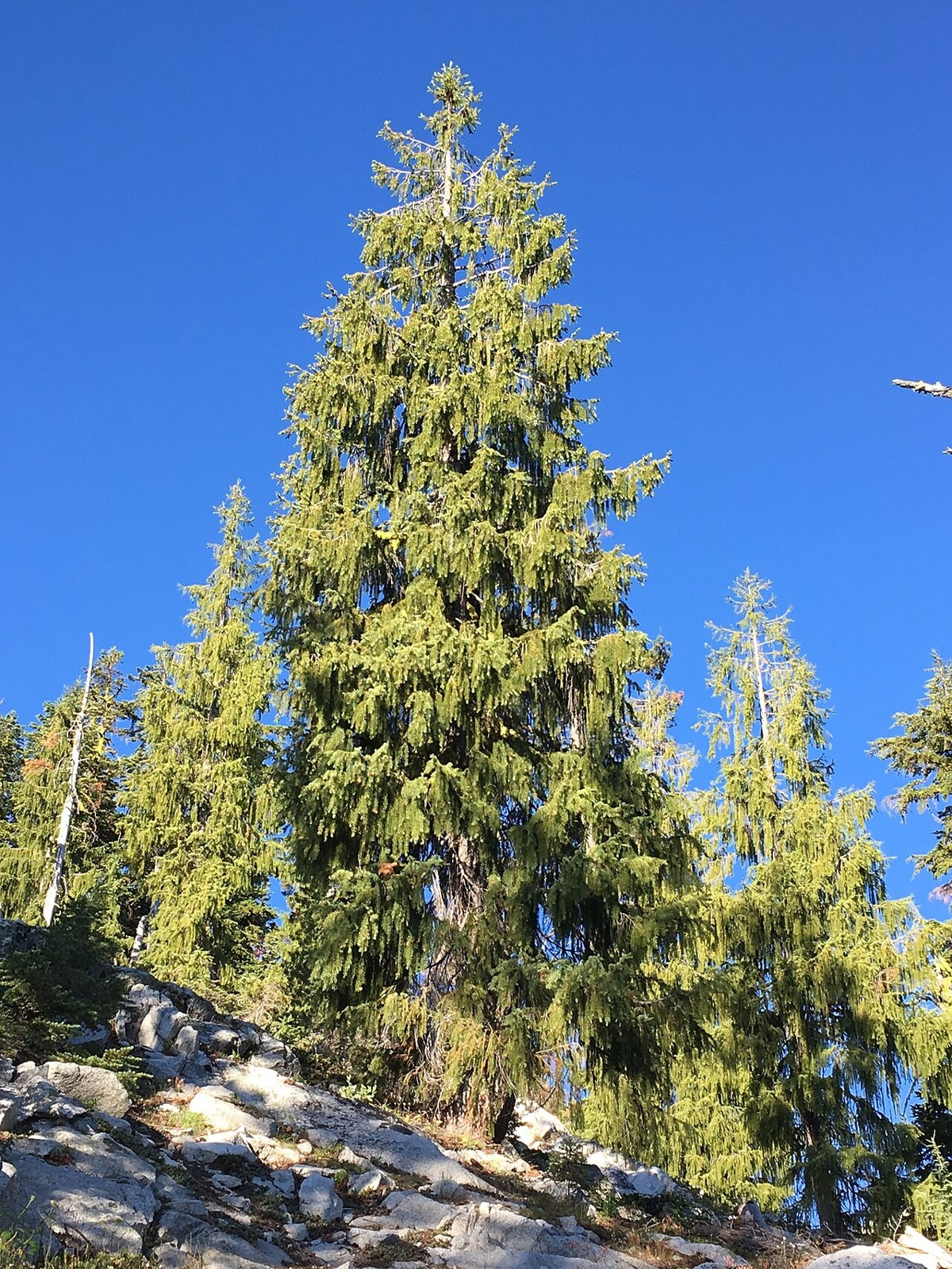 Brewer Spruce (Picea breweriana) - PlantNative.org Mature Brewer spruce (Picea breweriana) with weeping, curtain-like branchlets on a rocky Klamath Mountains ridge in California