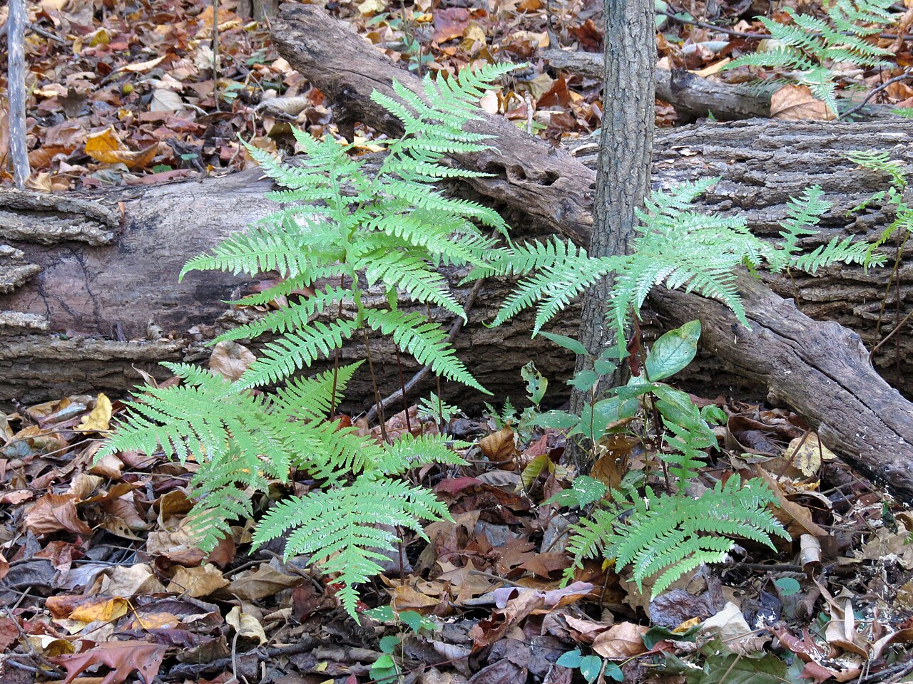 Broad beech fern (Phegopteris hexagonoptera) fronds spreading over a woodland floor near a fallen log in Rock Creek Park, Washington, DC