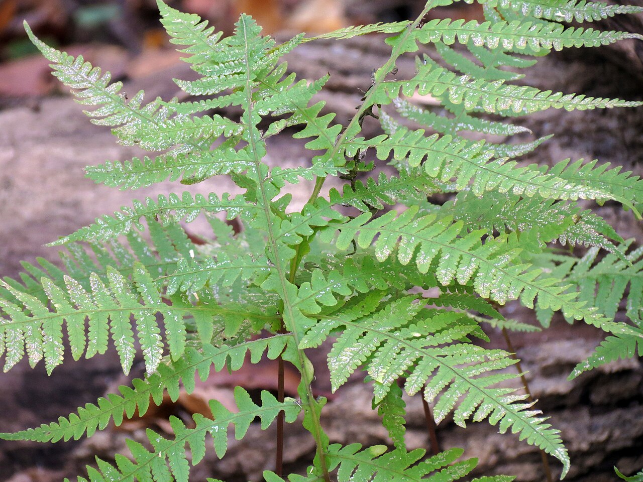 Close-up of broad beech fern frond showing the finely cut pinnae and the narrow green wing of tissue along the rachis