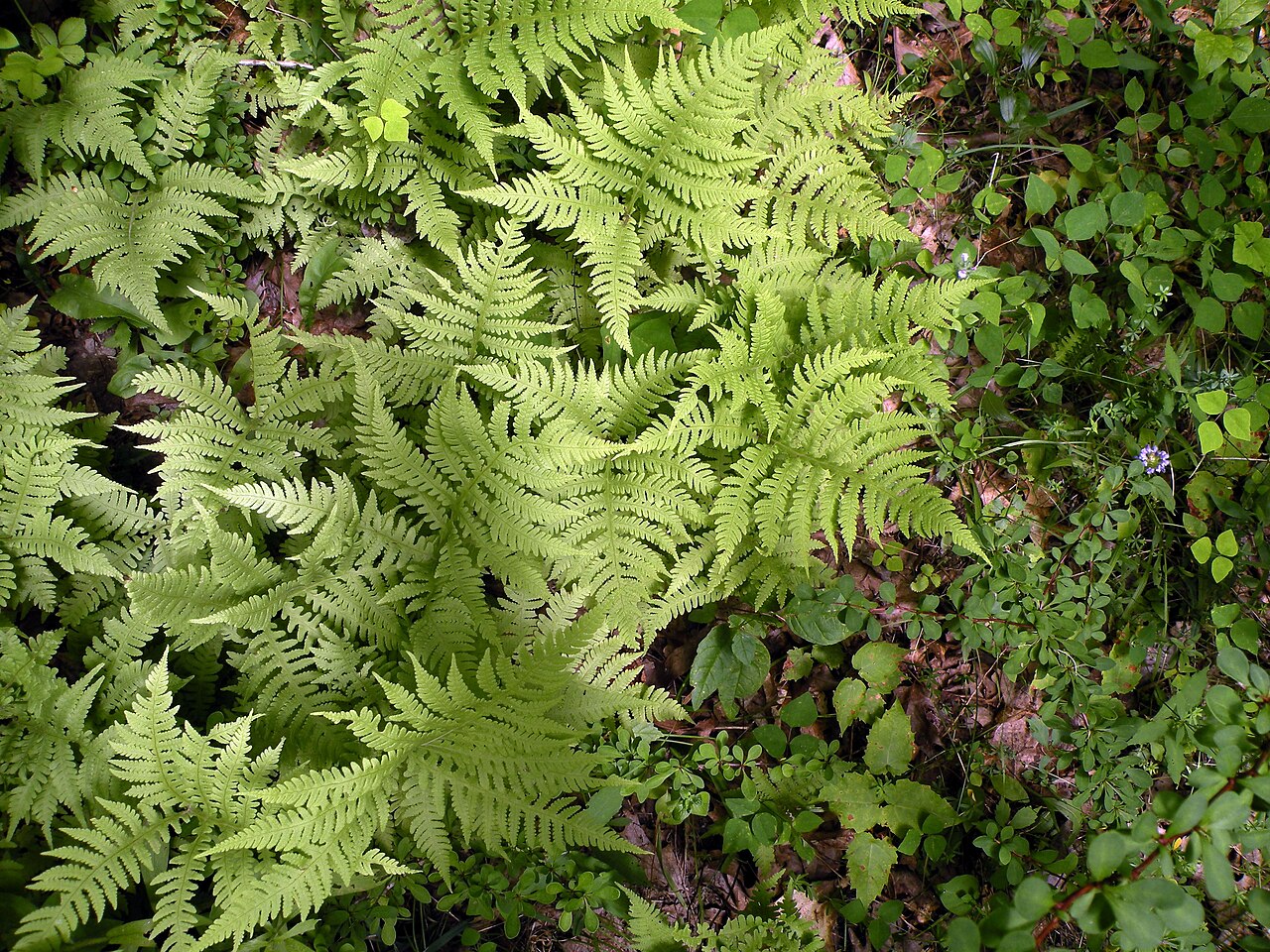 Overhead view of a broad beech fern colony forming a dense carpet on a shaded forest floor