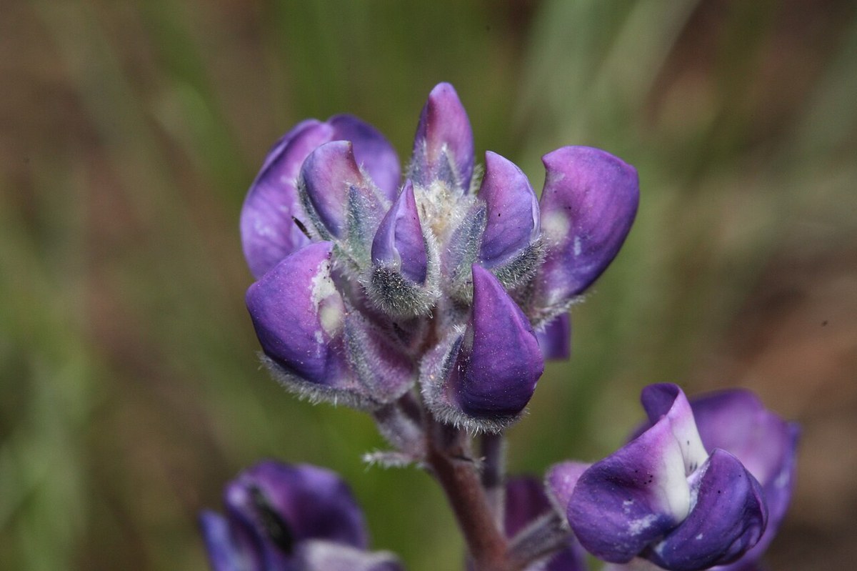Close-up of broadleaf lupine (Lupinus latifolius) flowers showing the banner, wing, and keel petals typical of the pea family