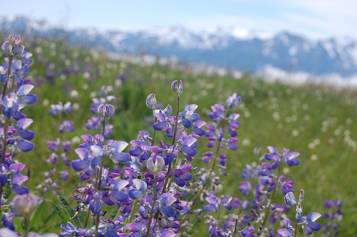 Broadleaf lupine (Lupinus latifolius) blooming in a mountain meadow with snow-capped peaks in the background