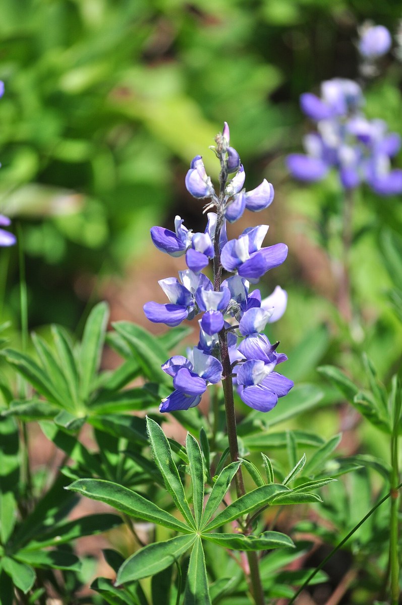 Broadleaf lupine (Lupinus latifolius) flower spike with palmate leaves in a subalpine meadow at Mount Rainier