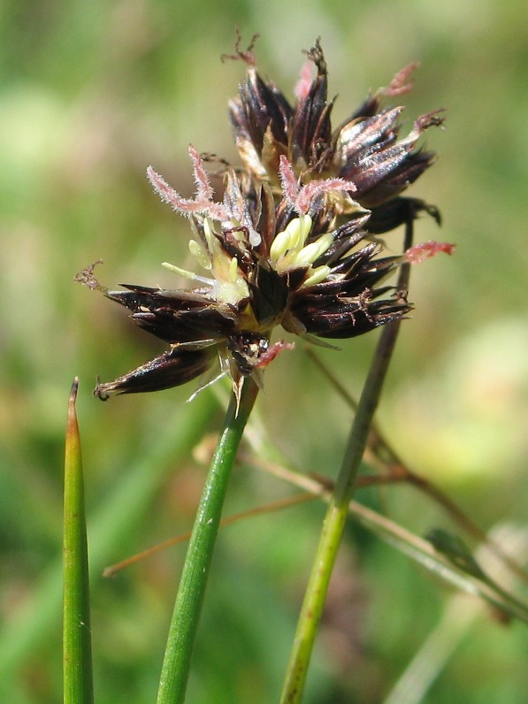 Brown-headed Rush (Juncus phaeocephalus) - PlantNative.org Close-up of brown-headed rush (Juncus phaeocephalus) flower head showing dark brown spiky tepals among green stems at Point Reyes, California