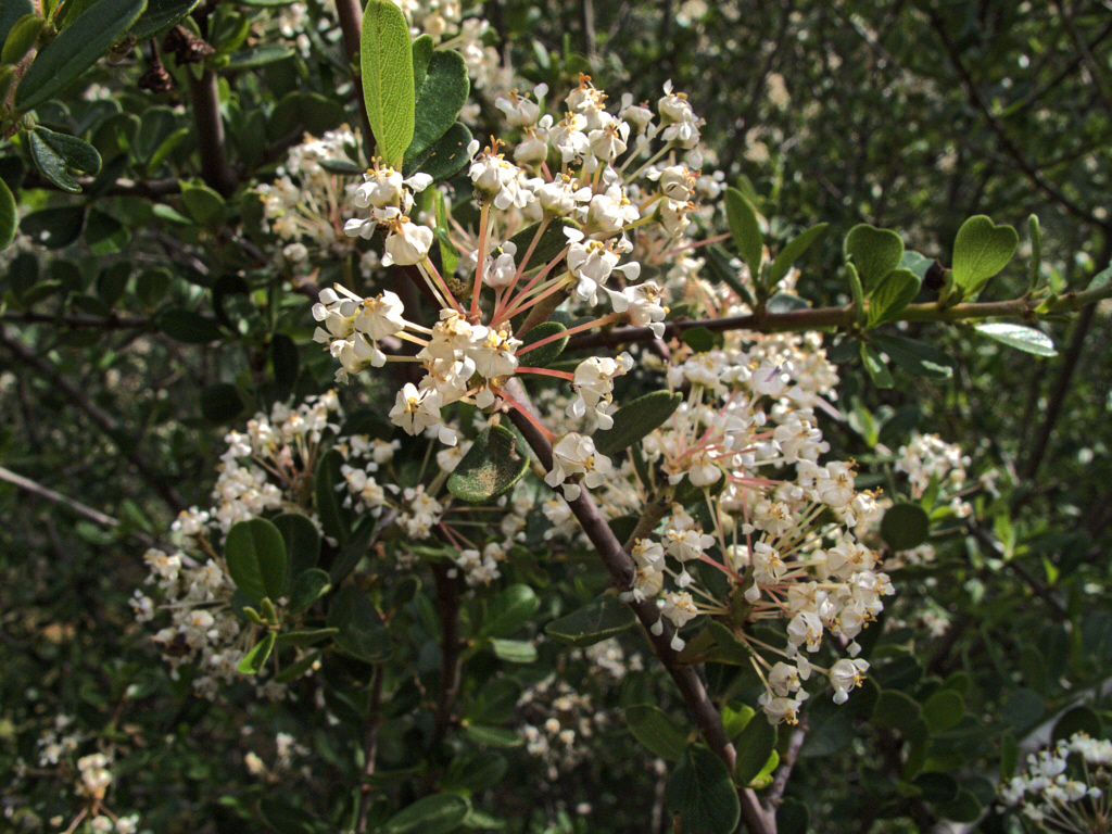 Buckbrush (Ceanothus cuneatus) - PlantNative.org Close-up of buckbrush flower clusters and wedge-shaped leaves at Mitchell Canyon, California