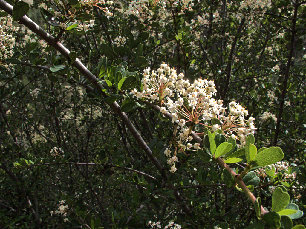 Buckbrush (Ceanothus cuneatus) - PlantNative.org Buckbrush growing in its typical dense chaparral habitat with other evergreen shrubs