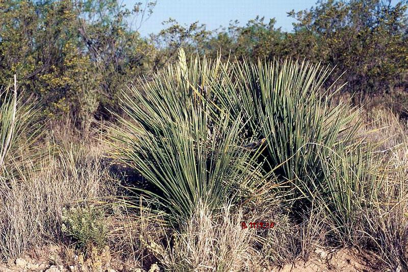 Buckley's Yucca (Yucca constricta) - PlantNative.org Buckley's yucca (Yucca constricta) growing as a trunkless rosette among brush on a Texas limestone slope
