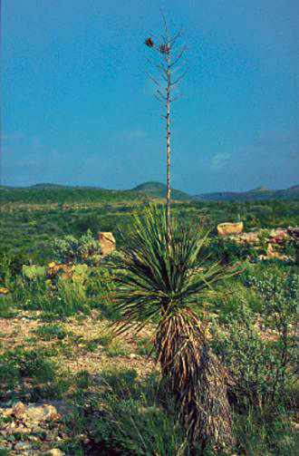 Buckley's Yucca (Yucca constricta) - PlantNative.org Buckley's yucca (Yucca constricta) rosette with a tall, mostly bare flower stalk rising above the narrow leaves on a rocky Texas hillside