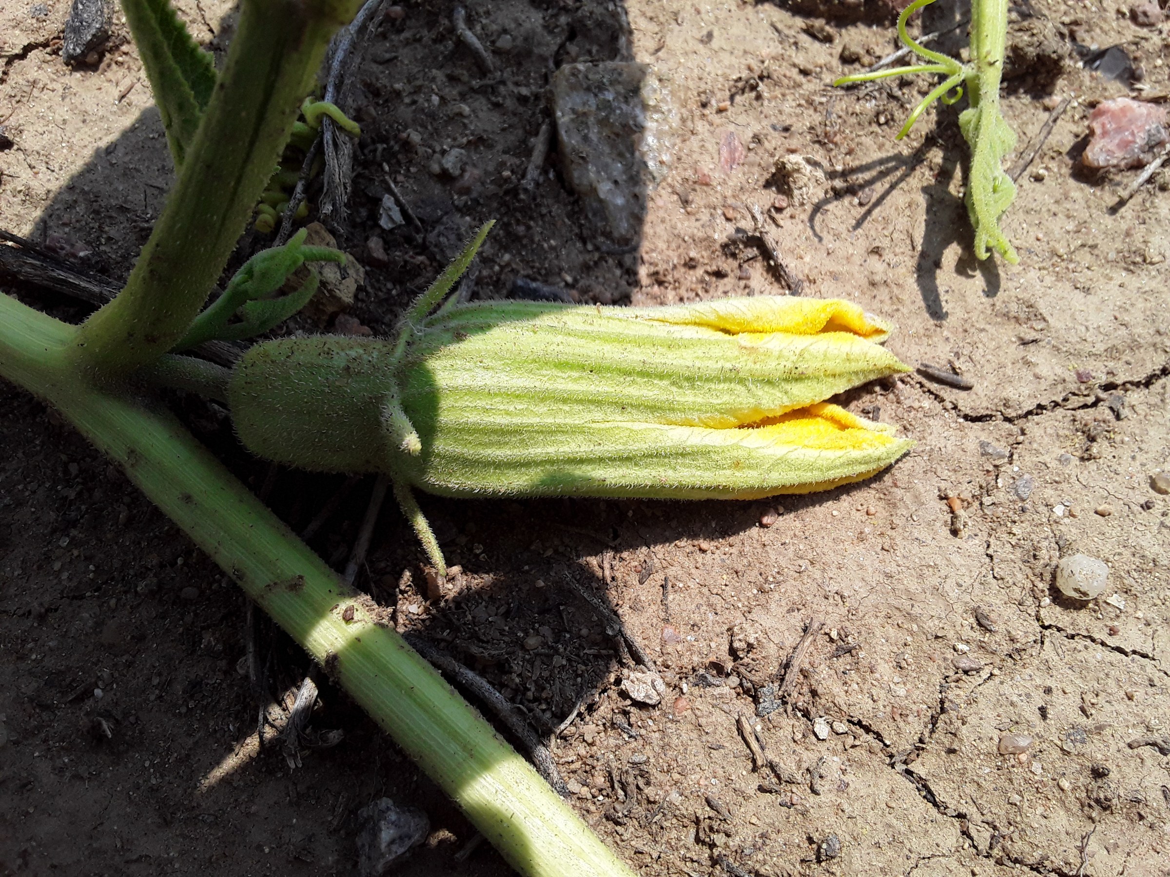 Buffalo Gourd (Cucurbita foetidissima) - PlantNative.org Close-up of a bright yellow buffalo gourd (Cucurbita foetidissima) flower bud opening beside the hairy vine stem