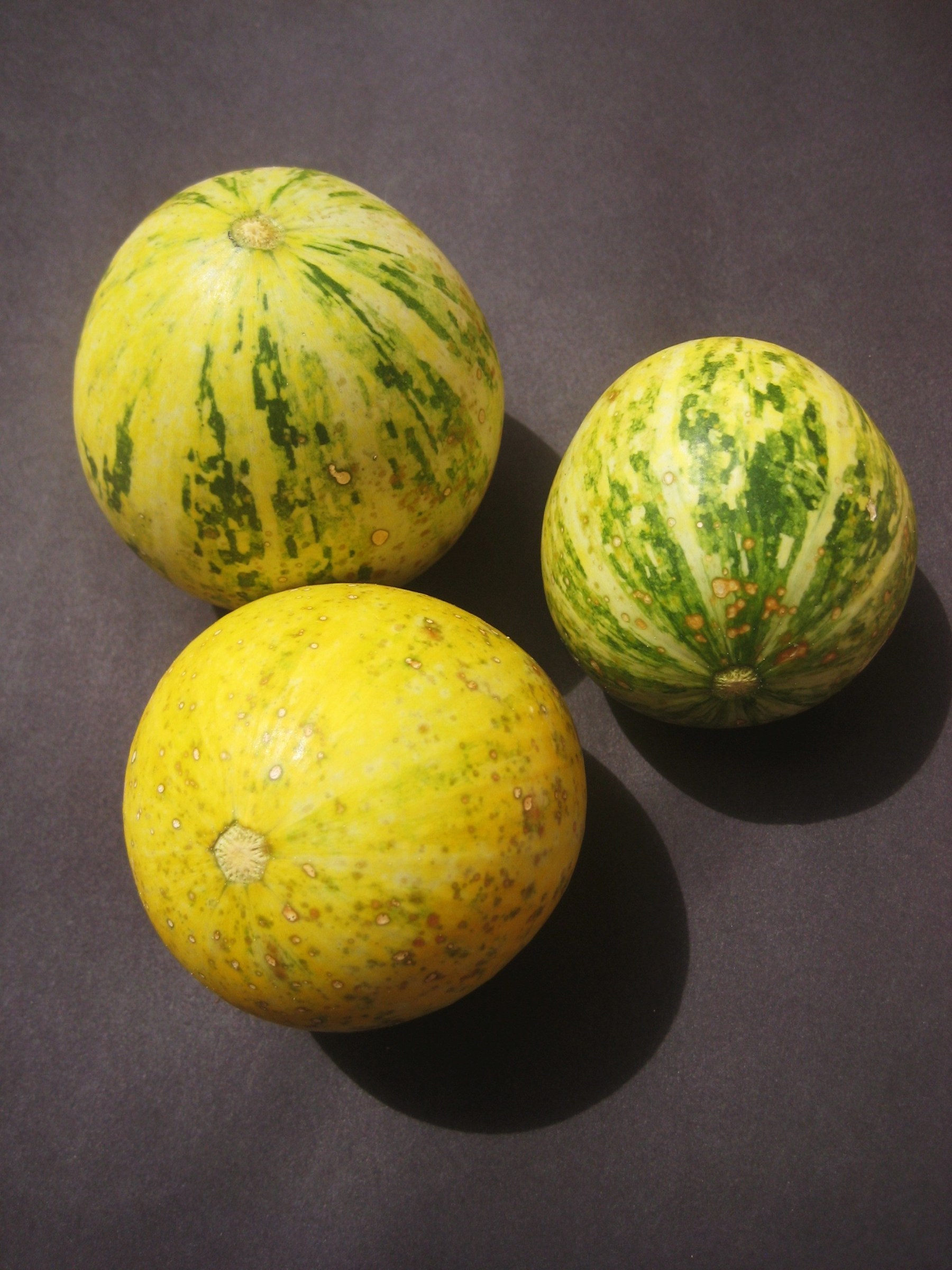 Buffalo Gourd (Cucurbita foetidissima) - PlantNative.org Three mature buffalo gourd (Cucurbita foetidissima) fruits with yellow and green striped rinds on a dark background