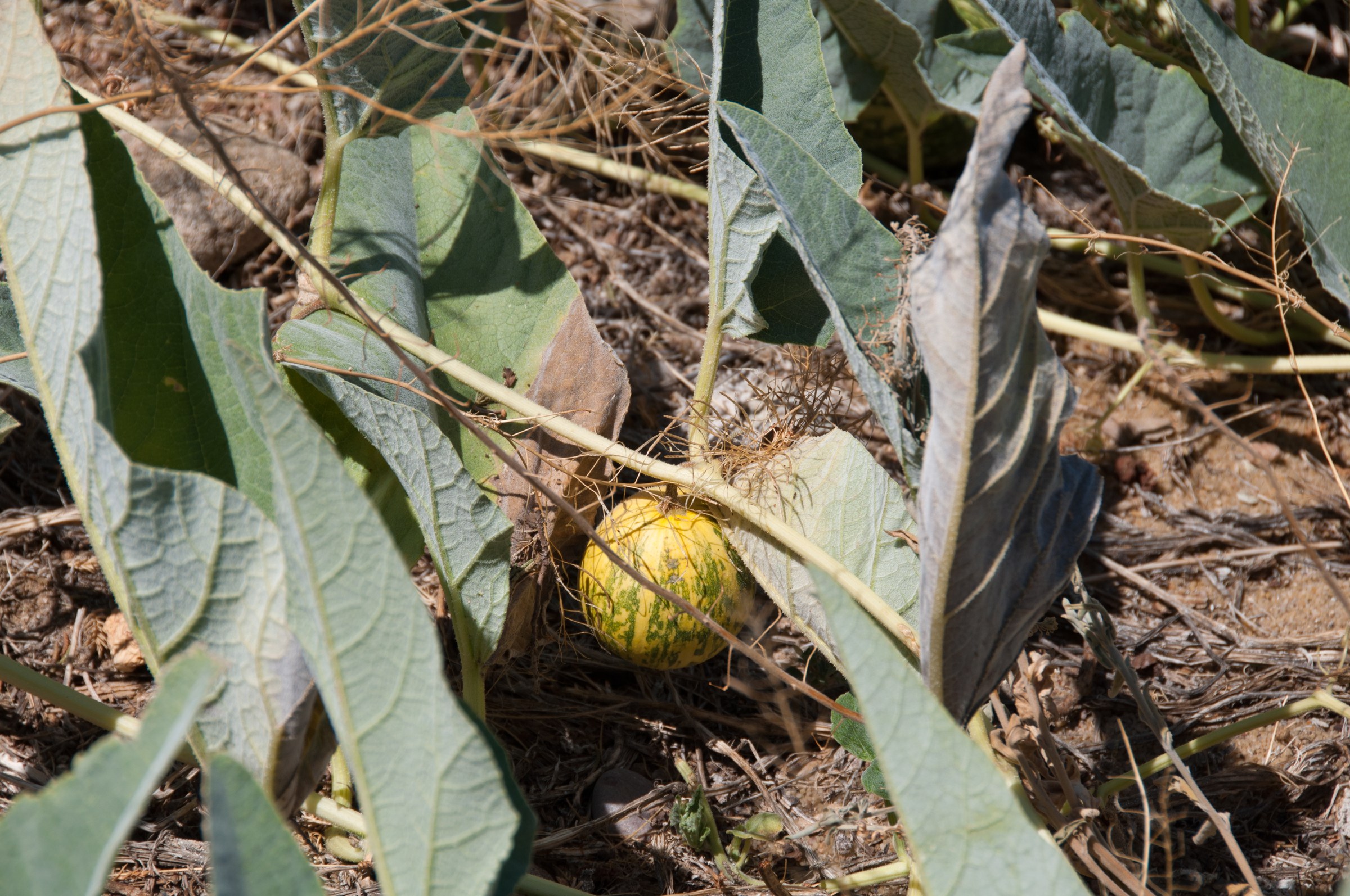 Buffalo Gourd (Cucurbita foetidissima) - PlantNative.org Buffalo gourd (Cucurbita foetidissima) trailing vine with large gray-green leaves and a young striped fruit on the ground