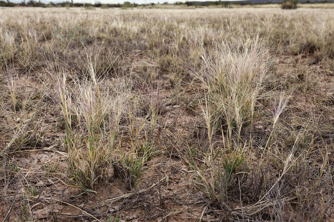 Burrograss (Scleropogon brevifolius) growing in tufted clumps on a dry, rocky desert grassland slope