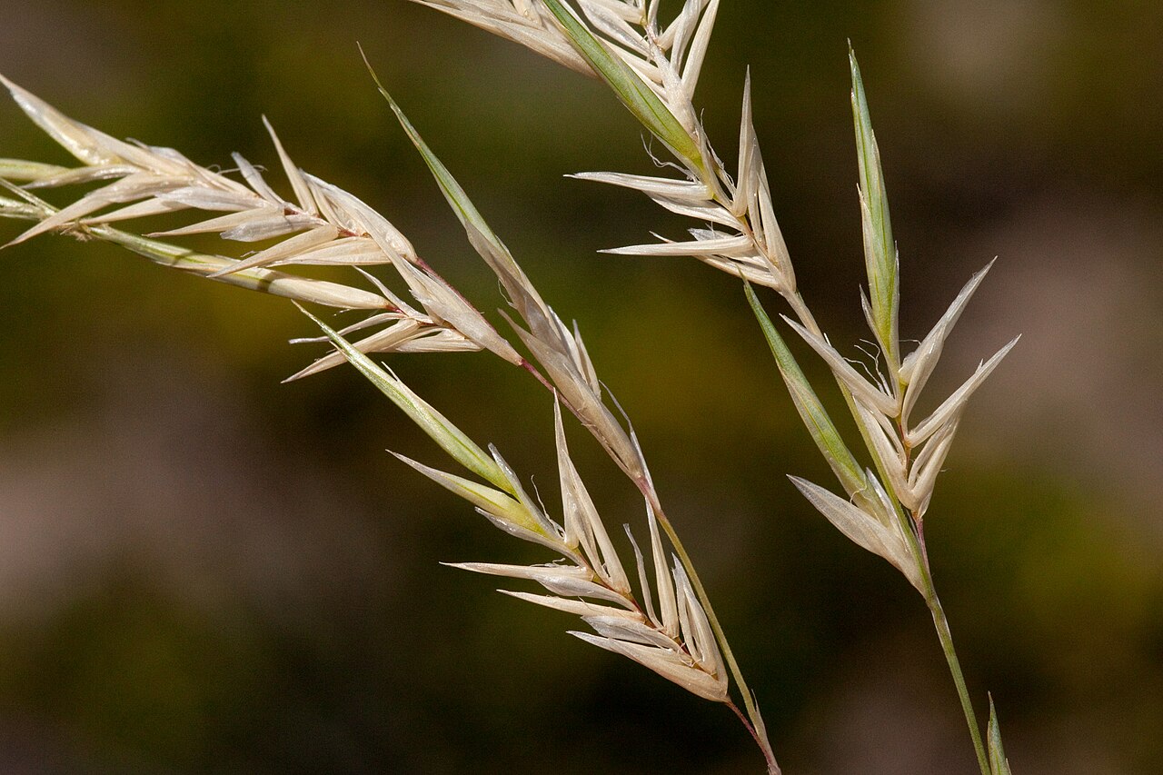 Close-up of burrograss (Scleropogon brevifolius) spikelets with long, stiff, burr-like awns on the flowering stem