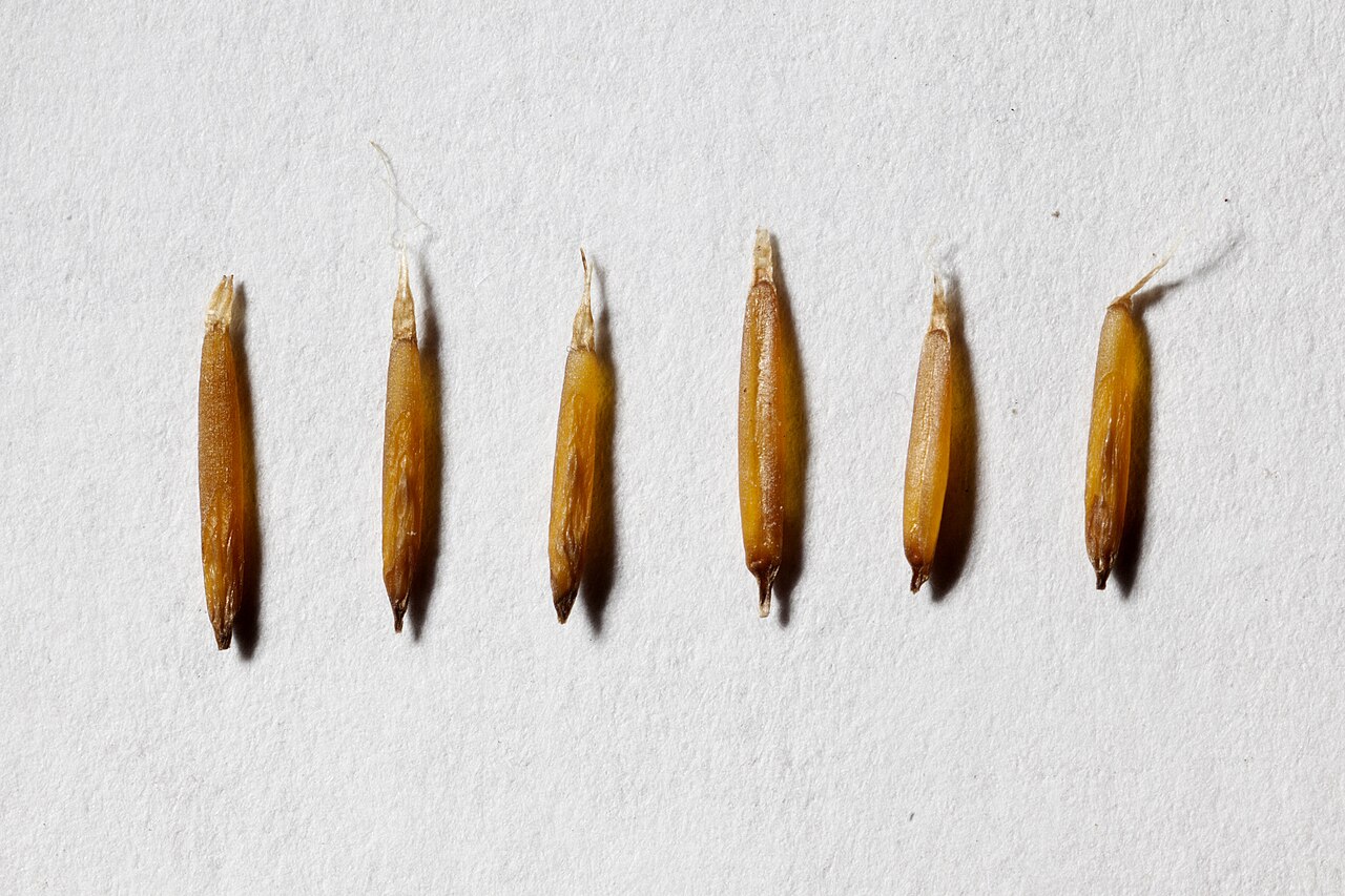 Close-up macro photo of burrograss (Scleropogon brevifolius) dried seeds showing their pale, slender, burr-like form
