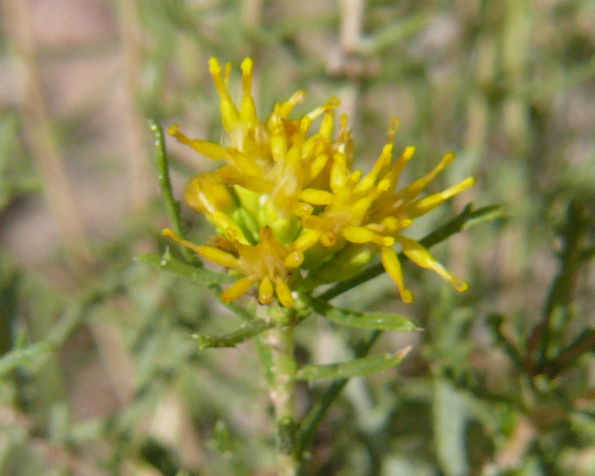 Burroweed (Isocoma tenuisecta) - PlantNative.org Close-up of burroweed (Isocoma tenuisecta) flower cluster showing numerous small yellow disc flowers and narrow toothed leaves