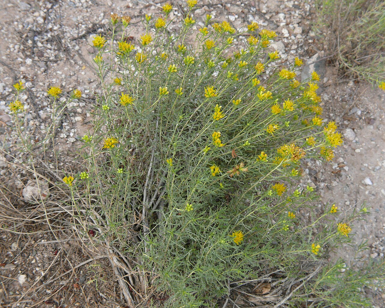Burroweed (Isocoma tenuisecta) - PlantNative.org Burroweed (Isocoma tenuisecta) whole rounded shrub covered in yellow flower heads growing in gravelly desert soil