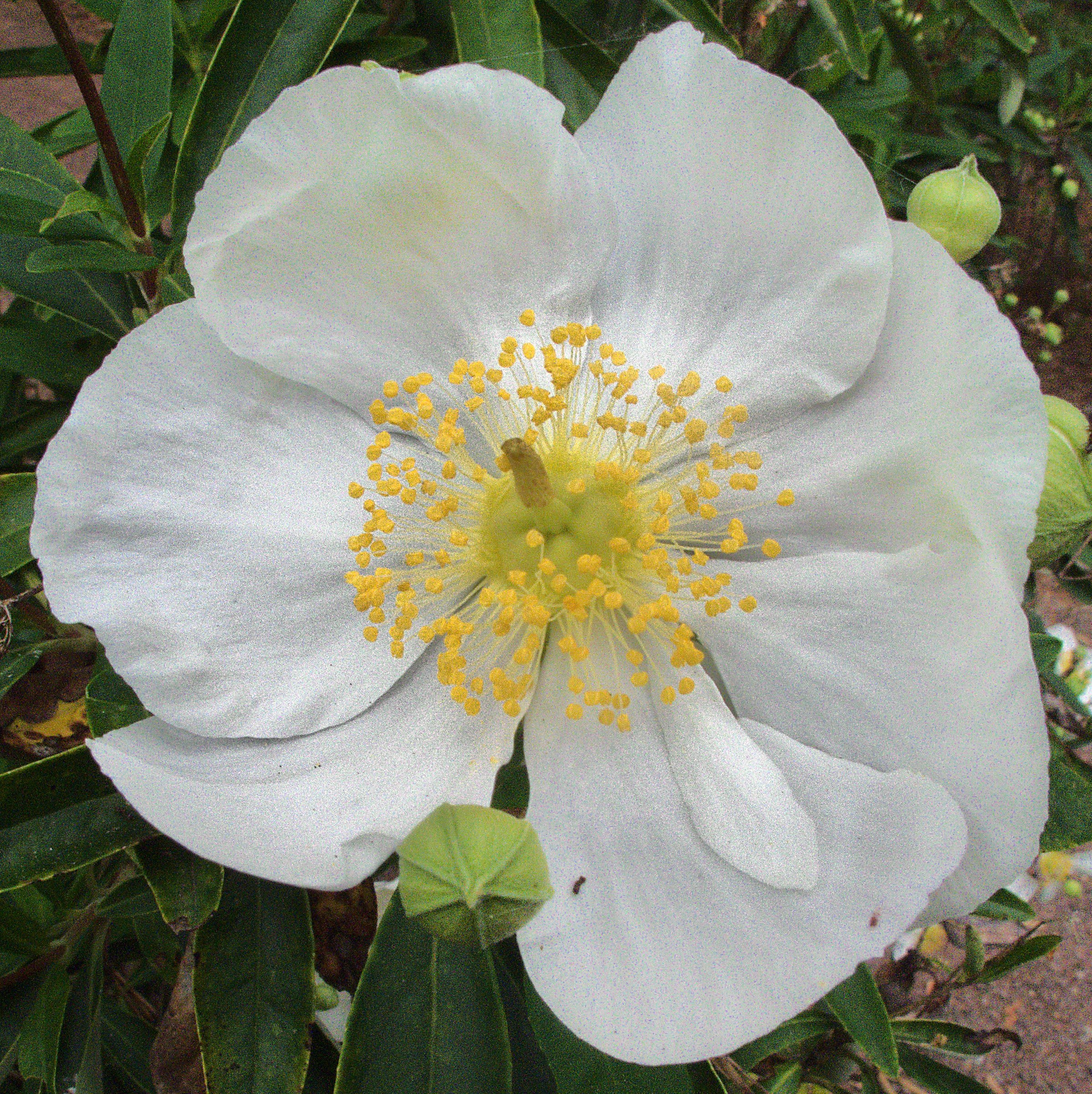 Bush Anemone (Carpenteria californica) - PlantNative.org Close-up of a single bush anemone (Carpenteria californica) flower showing papery white petals and a central cluster of yellow stamens