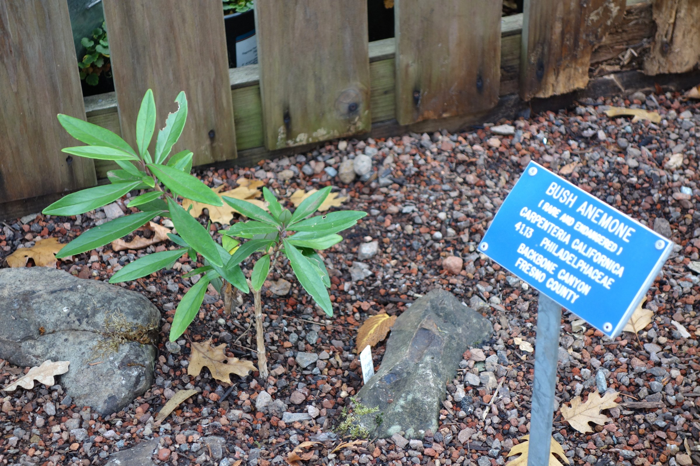 Bush Anemone (Carpenteria californica) - PlantNative.org Young bush anemone (Carpenteria californica) plant with glossy evergreen leaves next to a botanic garden identification sign noting it is rare and endangered, from Backbone Canyon, Fresno County