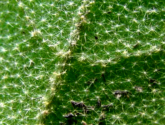 Bush Croton (Croton fruticulosus) - PlantNative.org Extreme close-up of Bush Croton (Croton fruticulosus) leaf underside showing dense star-shaped stellate hairs