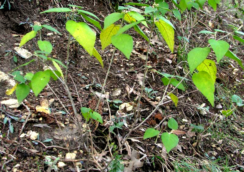 Bush Croton (Croton fruticulosus) - PlantNative.org Bush Croton (Croton fruticulosus) young shrub with heart-shaped light green leaves growing on a rocky limestone slope
