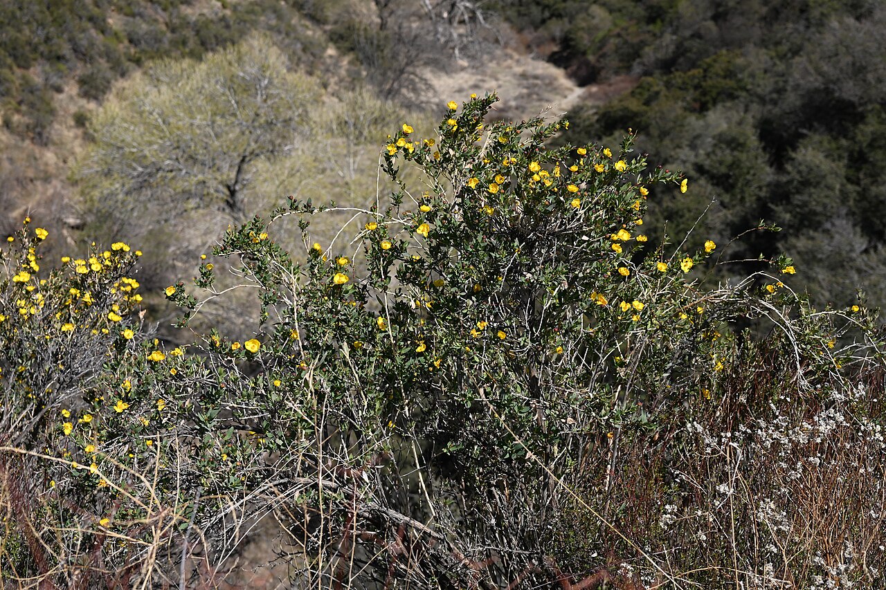 Bush Poppy (Dendromecon rigida) - PlantNative.org Bush poppy (Dendromecon rigida) bright yellow four-petaled flower with a dense cluster of orange stamens