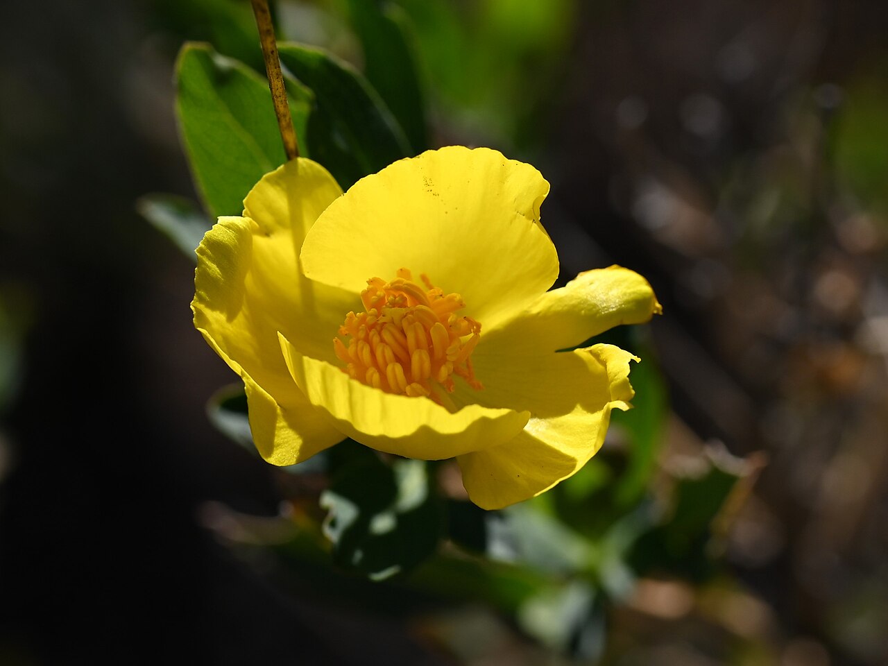 Bush Poppy (Dendromecon rigida) - PlantNative.org Bush poppy (Dendromecon rigida) shrub covered in yellow flowers growing on a chaparral hillside in California