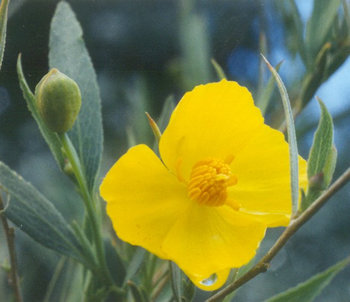 Bush Poppy (Dendromecon rigida) - PlantNative.org Bush poppy (Dendromecon rigida) flower and seed pod in the Santa Monica Mountains, California