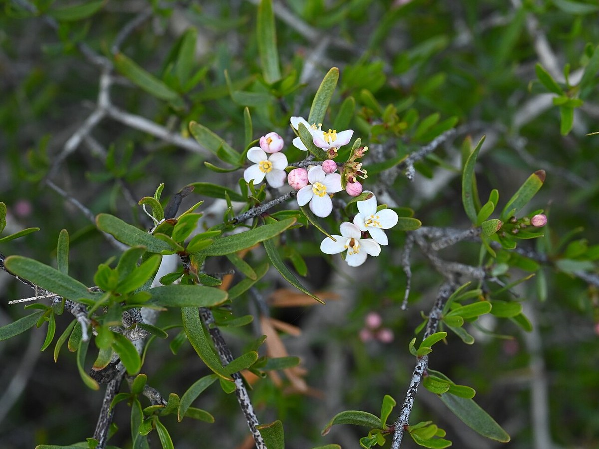 Bush Rue (Cneoridium dumosum) - PlantNative.org Close-up of small white five-petaled flowers and narrow leathery leaves of bush rue (Cneoridium dumosum)