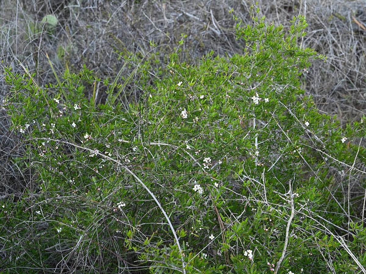 Bush Rue (Cneoridium dumosum) - PlantNative.org Dense rounded bush rue (Cneoridium dumosum) shrub with small white flowers growing among coastal sage scrub