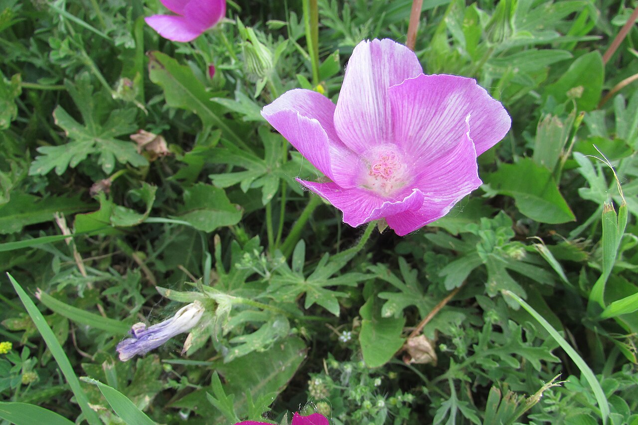 Bush's Poppy Mallow (Callirhoe bushii) - PlantNative.org Close-up of a Bush's poppy mallow (Callirhoe bushii) flower showing deeply lobed palmate leaves and the pale central eye of the bloom