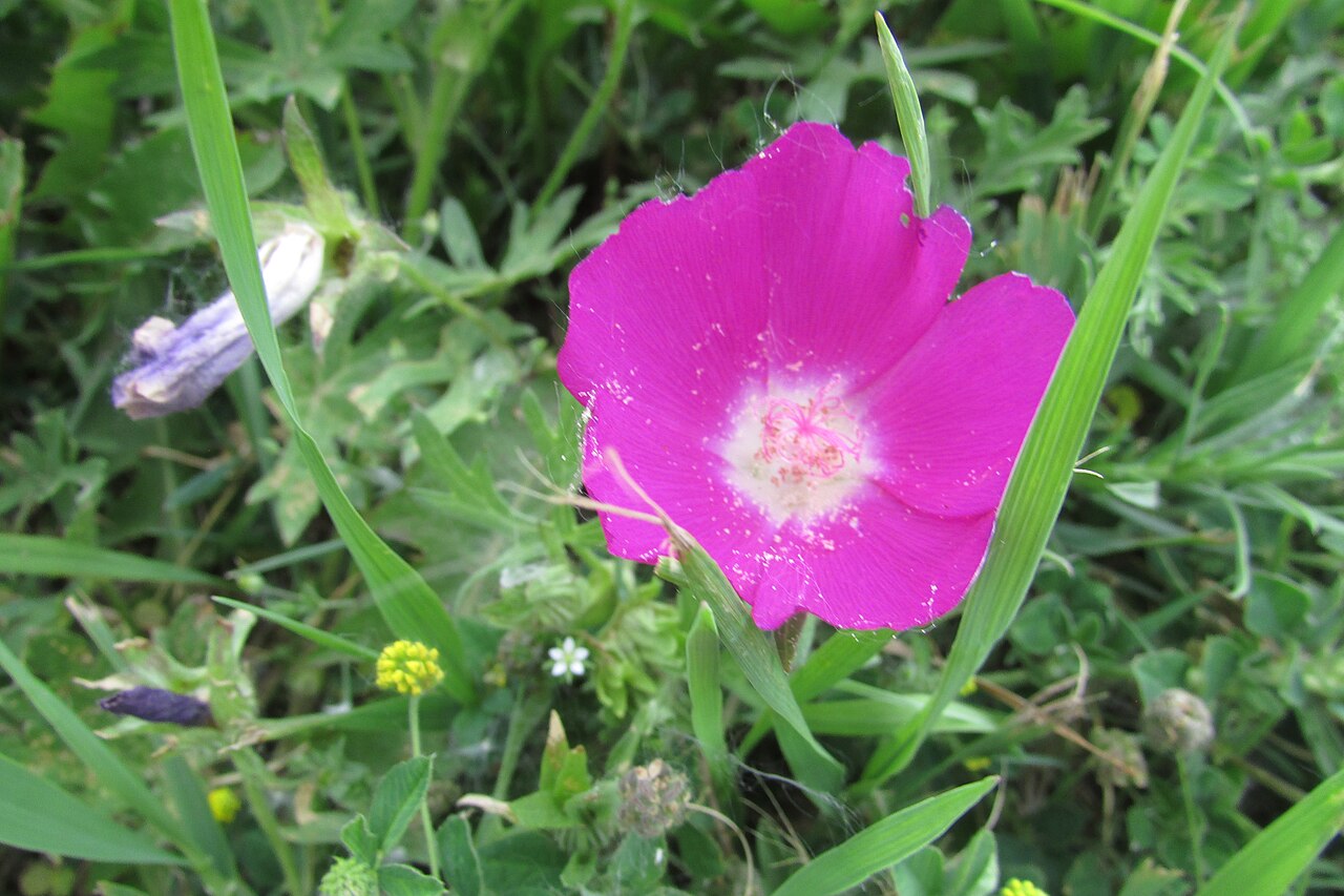Bush's Poppy Mallow (Callirhoe bushii) - PlantNative.org Bush's poppy mallow (Callirhoe bushii) magenta flower with a pale white eye, growing at a roadside wayside in Kansas
