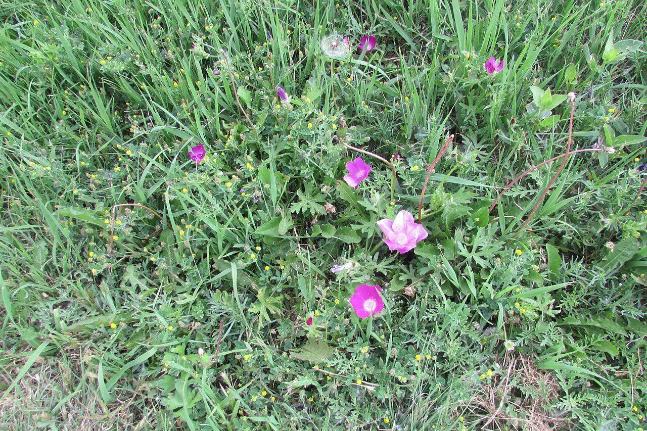 Bush's Poppy Mallow (Callirhoe bushii) - PlantNative.org Several Bush's poppy mallow (Callirhoe bushii) plants sprawling in grass, showing the low, spreading growth habit and scattered magenta blooms