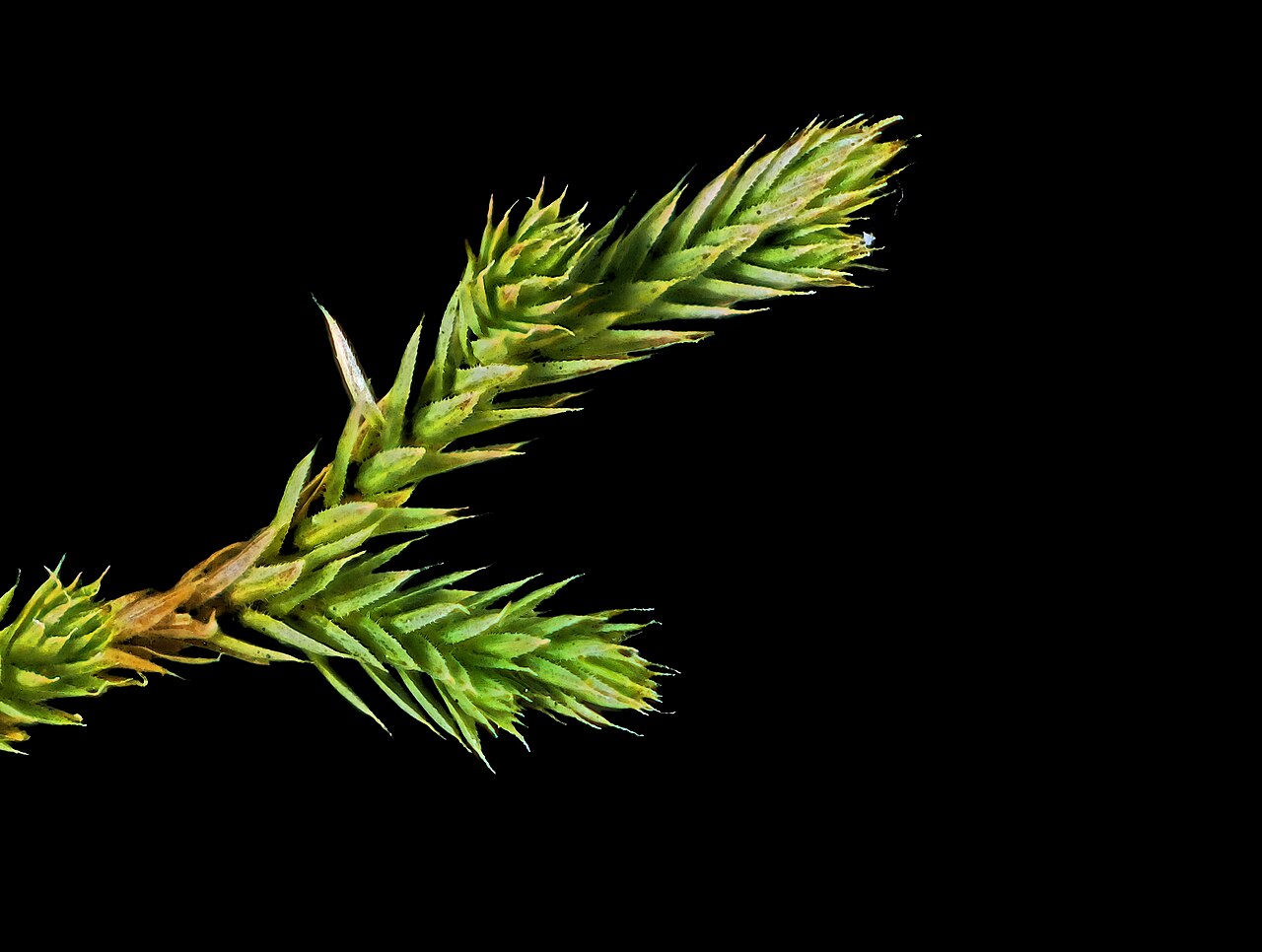 Bushy Spikemoss (Selaginella bigelovii) - PlantNative.org Close-up macro of bushy spikemoss (Selaginella bigelovii) fresh green scale-like foliage after rain