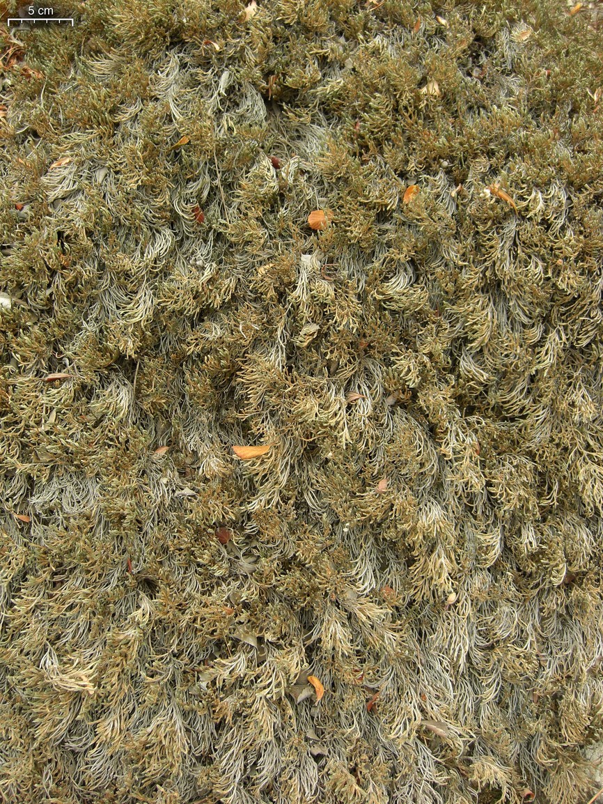 Bushy Spikemoss (Selaginella bigelovii) - PlantNative.org Dense mat of bushy spikemoss (Selaginella bigelovii) covering a rock surface, showing its low cushion-forming growth habit
