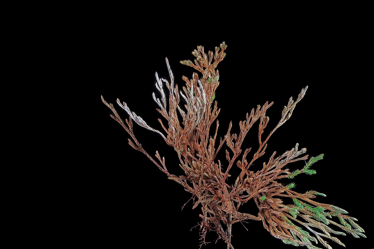 Bushy Spikemoss (Selaginella bigelovii) - PlantNative.org Bushy spikemoss (Selaginella bigelovii) in dormant drought state, curled and brown with some green regrowth visible