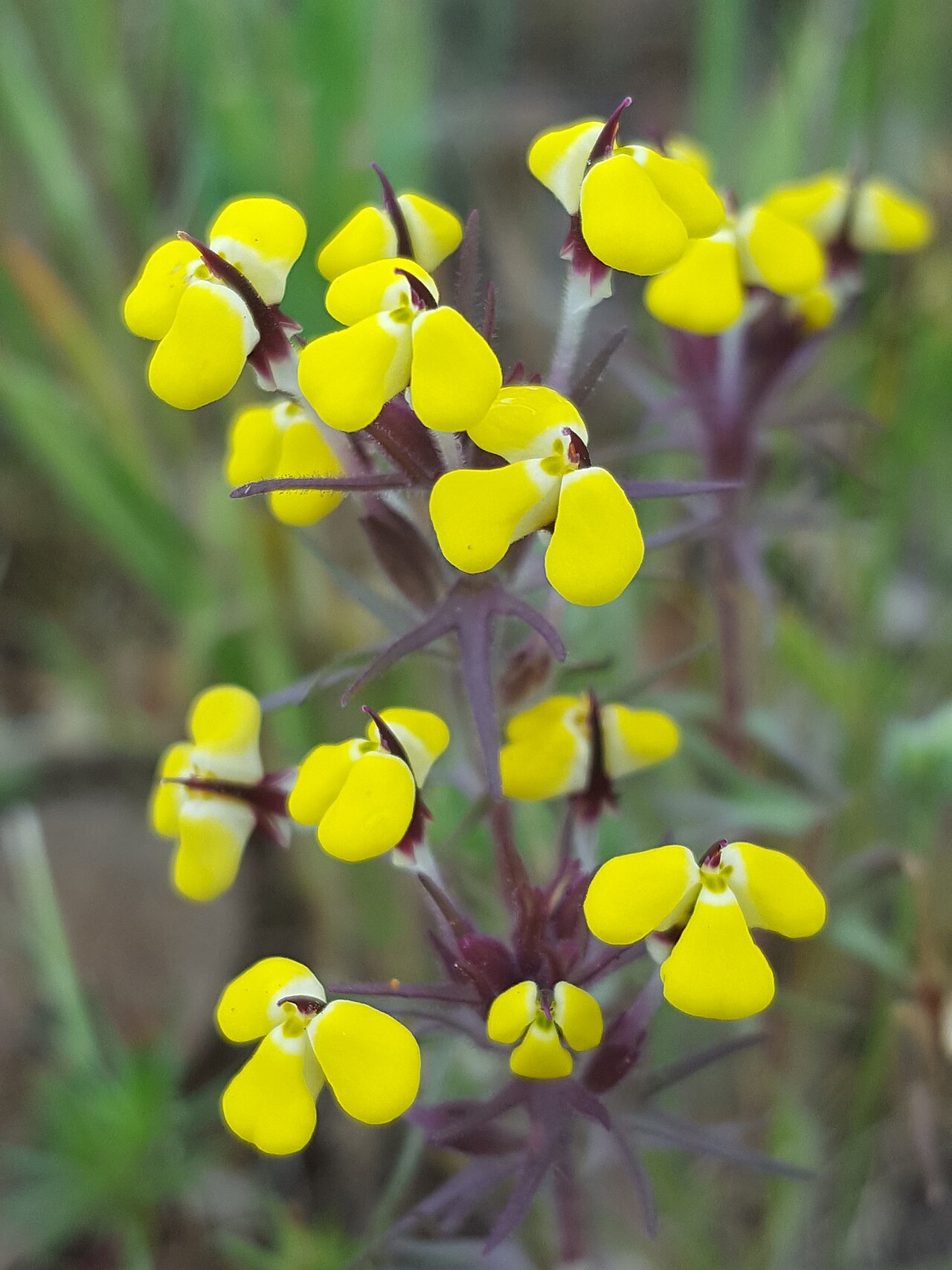 Butter-and-Eggs (Triphysaria eriantha) - PlantNative.org Close-up of butter-and-eggs (Triphysaria eriantha) flowers showing the bright yellow lower lip and dark-tipped hooded upper lip