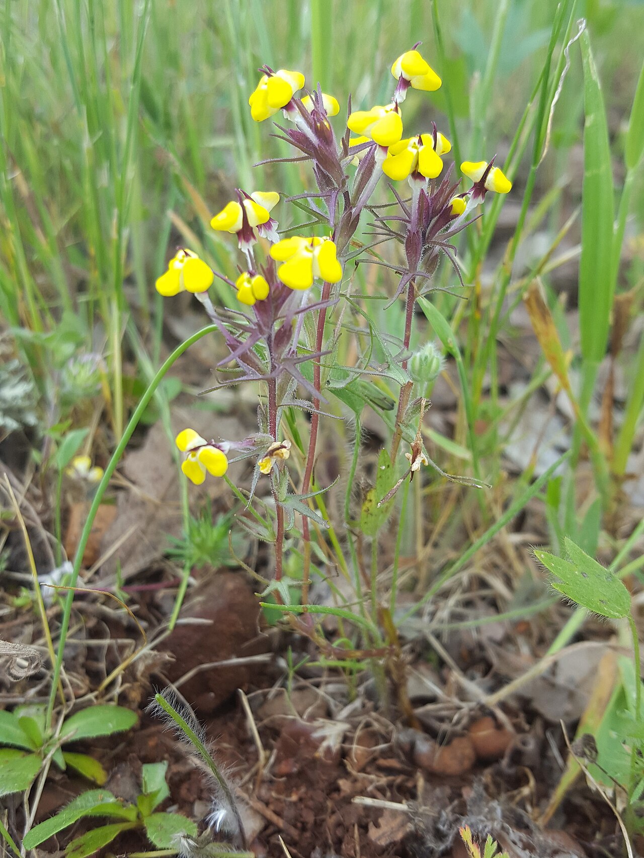 Butter-and-Eggs (Triphysaria eriantha) - PlantNative.org Butter-and-eggs (Triphysaria eriantha) whole plant showing purplish hairy stems and clusters of bright yellow two-lipped flowers