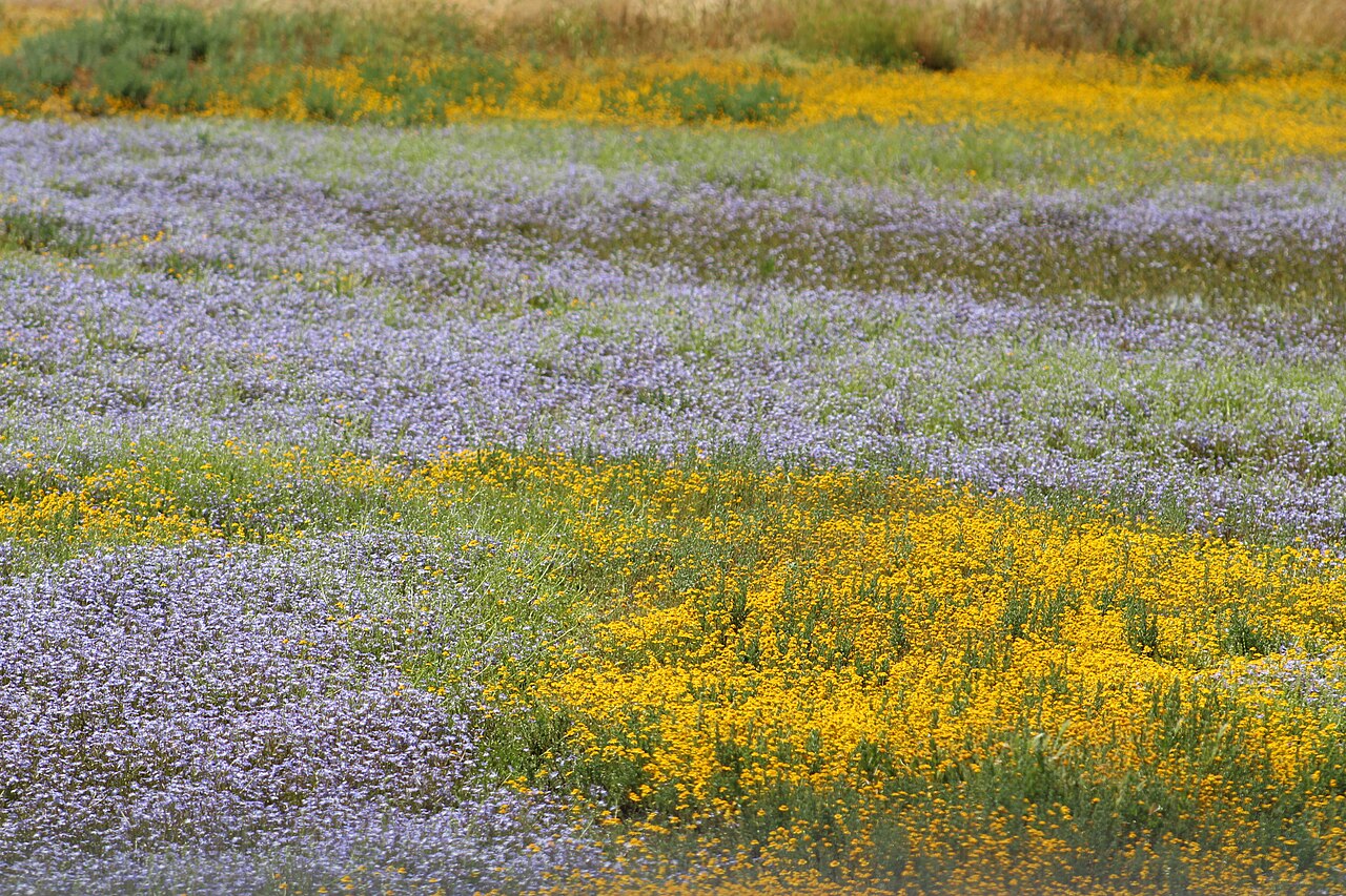 Butter-and-Eggs (Triphysaria eriantha) - PlantNative.org A vernal pool landscape in California with broad patches of blooming butter-and-eggs (Triphysaria eriantha) in yellow alongside purple-flowered Downingia