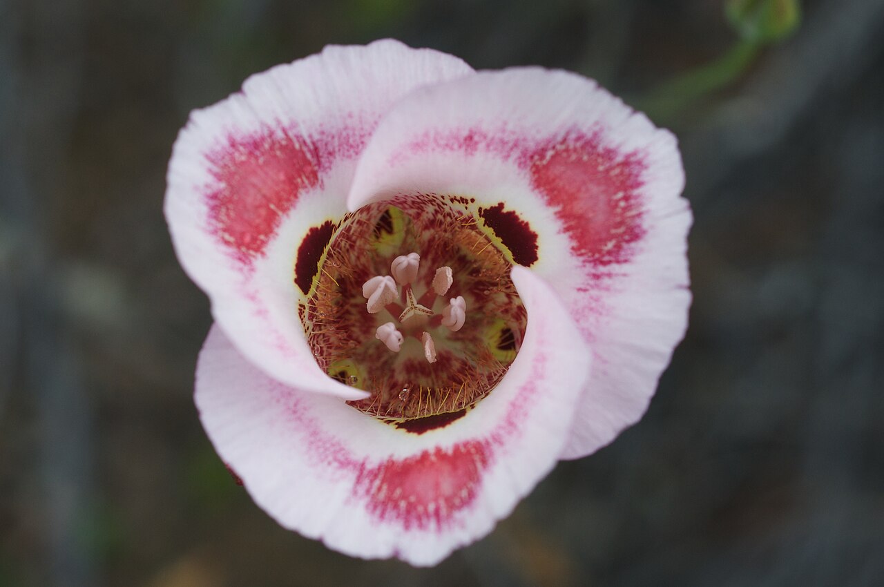Butterfly Mariposa Lily (Calochortus venustus) - PlantNative.org Close-up of a lavender-colored butterfly mariposa lily flower from San Benito County, California, showing the dark red crescent blotch and yellow-haired center