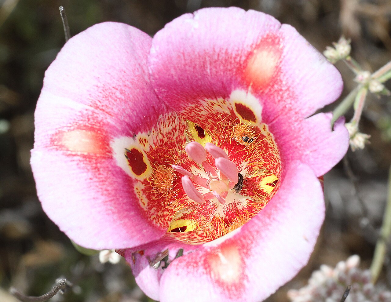 Butterfly Mariposa Lily (Calochortus venustus) - PlantNative.org Butterfly mariposa lily (Calochortus venustus) flower in its pink color form, with dark red eyespots ringed in cream and pale pink blotches on each petal, photographed at Carrizo Plain National Monument, California