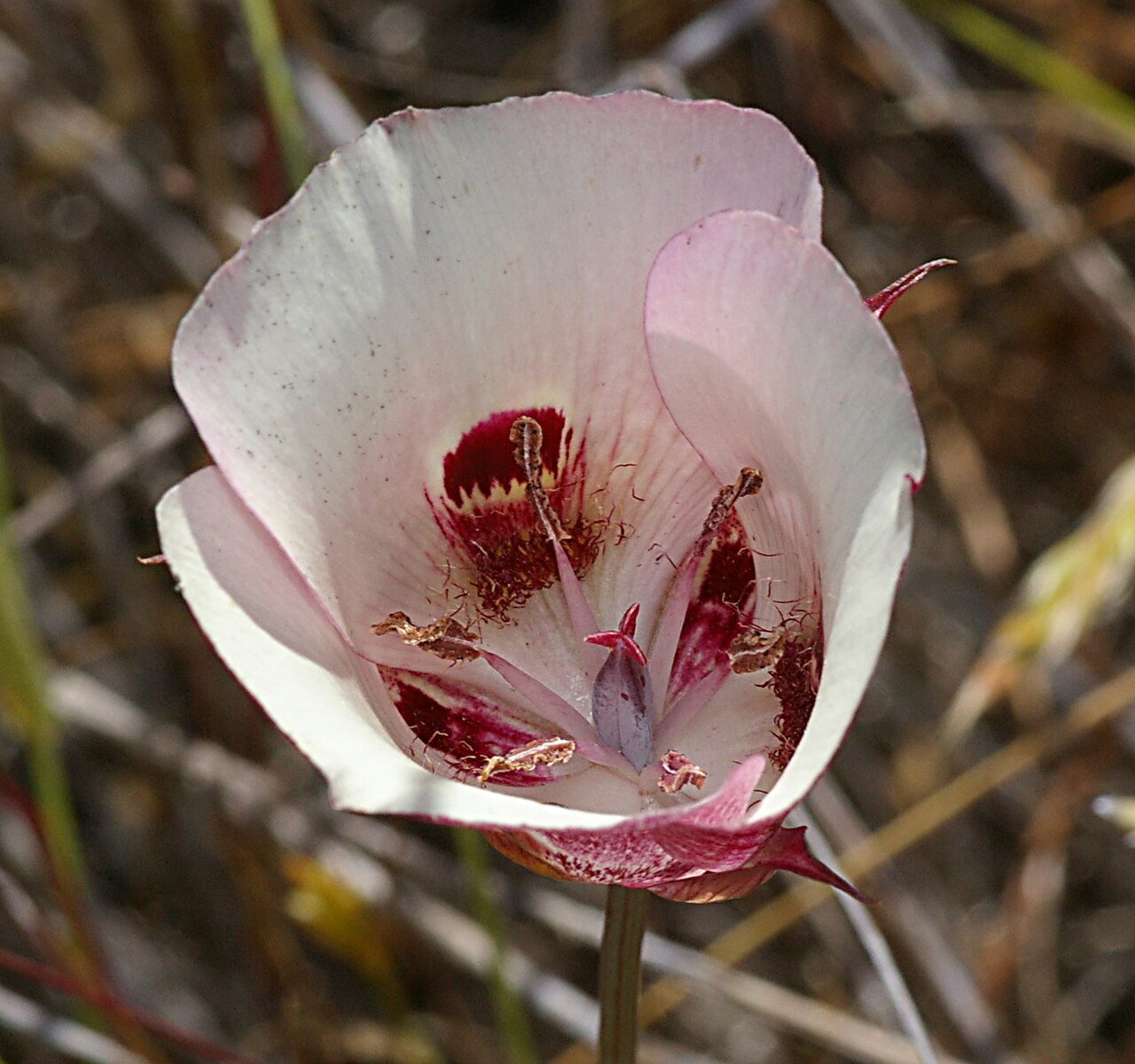 Butterfly Mariposa Lily (Calochortus venustus) - PlantNative.org White-flowered form of butterfly mariposa lily with dark maroon crescent blotches on each petal, photographed in San Luis Obispo County, California