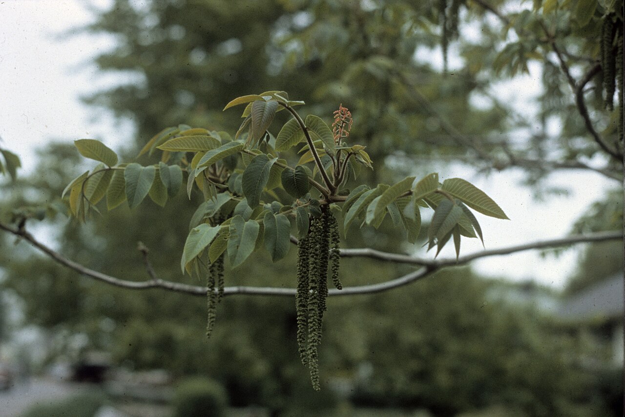 Butternut (Juglans cinerea) - PlantNative.org Butternut (Juglans cinerea) branch with compound leaves and long hanging male catkins in spring