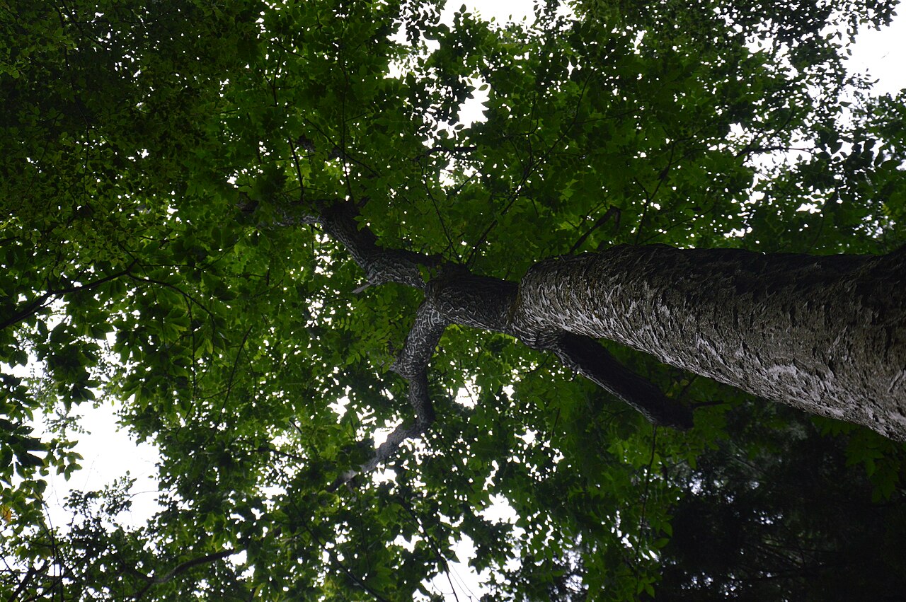 Butternut (Juglans cinerea) - PlantNative.org Butternut (Juglans cinerea) trunk and crown seen from below, showing light gray bark with diamond-shaped furrows and a broad spreading canopy