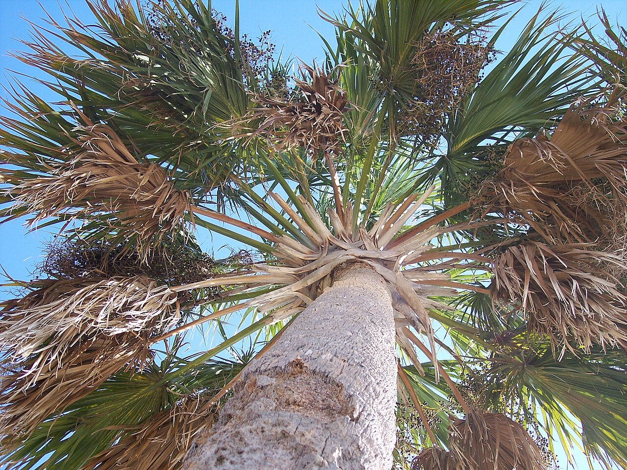 Cabbage Palm (Sabal palmetto) - PlantNative.org Looking up into the crown of a Cabbage Palm (Sabal palmetto) in Tampa, Florida, showing fan-shaped fronds and hanging clusters of ripening fruit