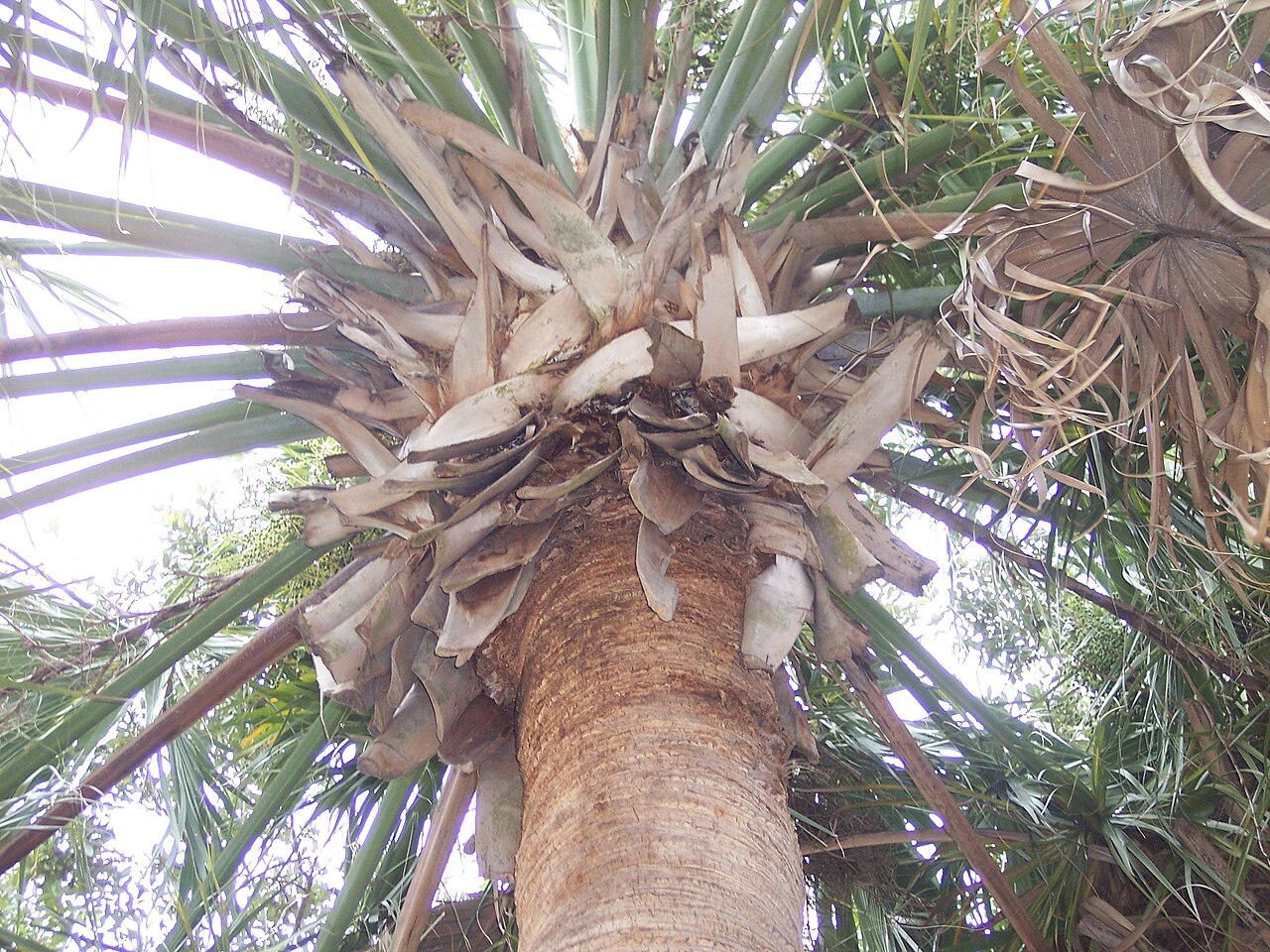 Cabbage Palm (Sabal palmetto) - PlantNative.org Close-up looking up at a Cabbage Palm (Sabal palmetto) trunk showing the persistent, overlapping leaf bases or 'boots' just below the crown